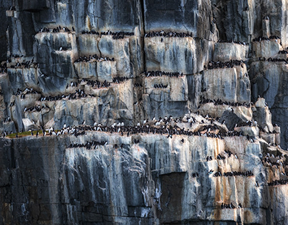 SPITSBERGEN ALKEFJELLET
