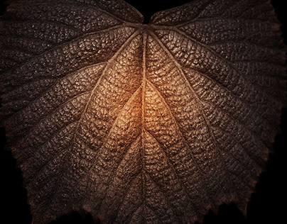 A day in a garden...