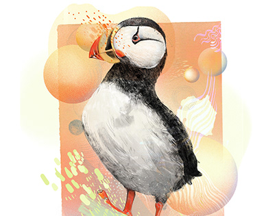 Puffin
