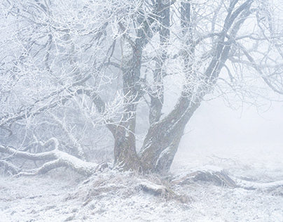 No One Is Out Here Today, Pt. IX