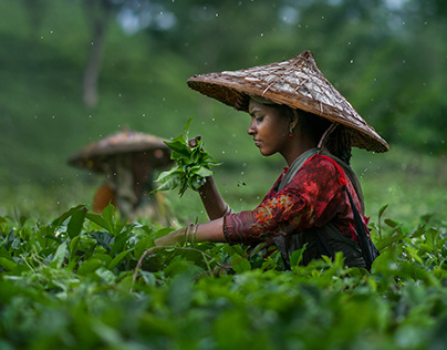The scent of life- Monsoon in the tea garden